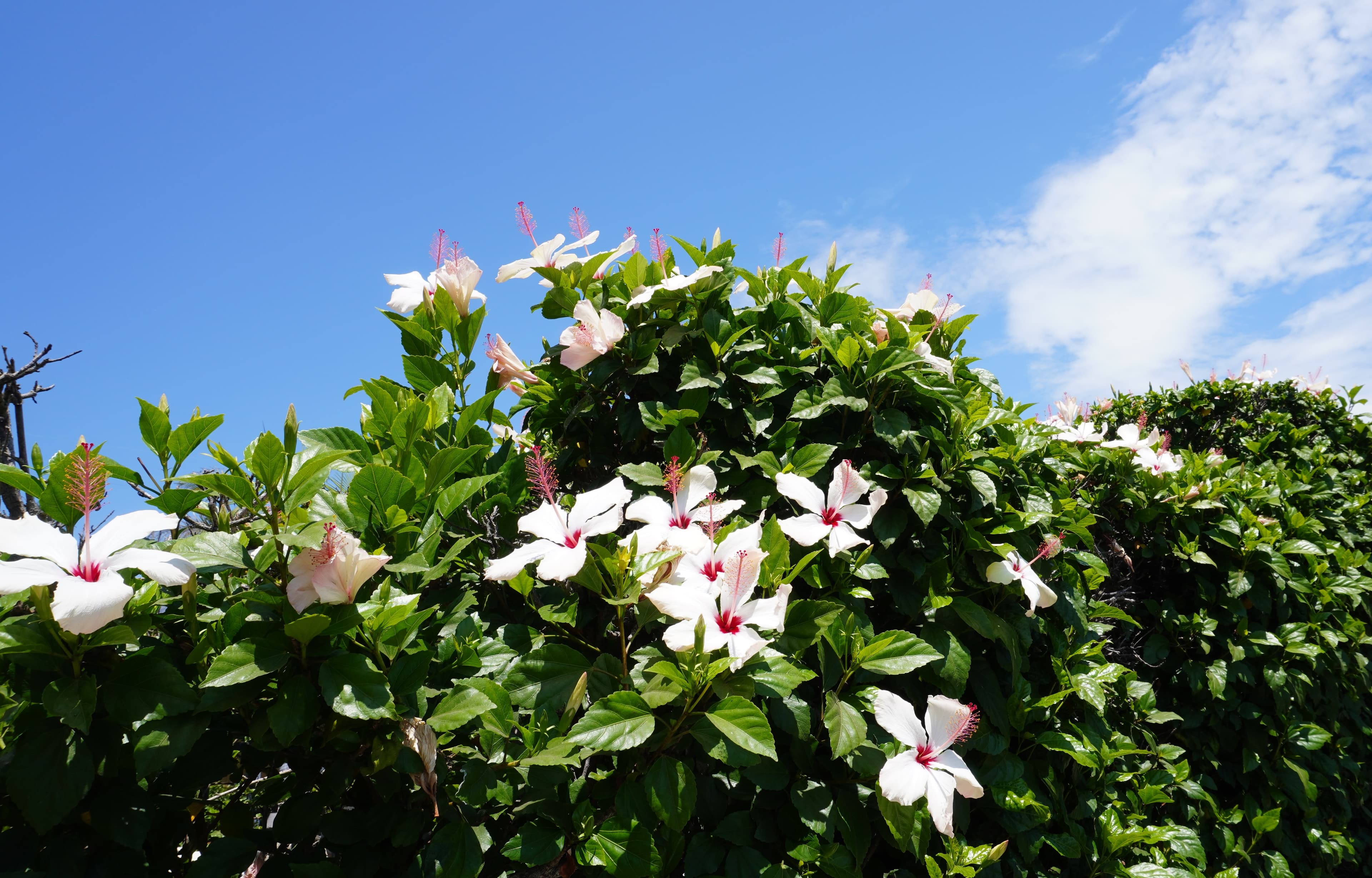 flowers